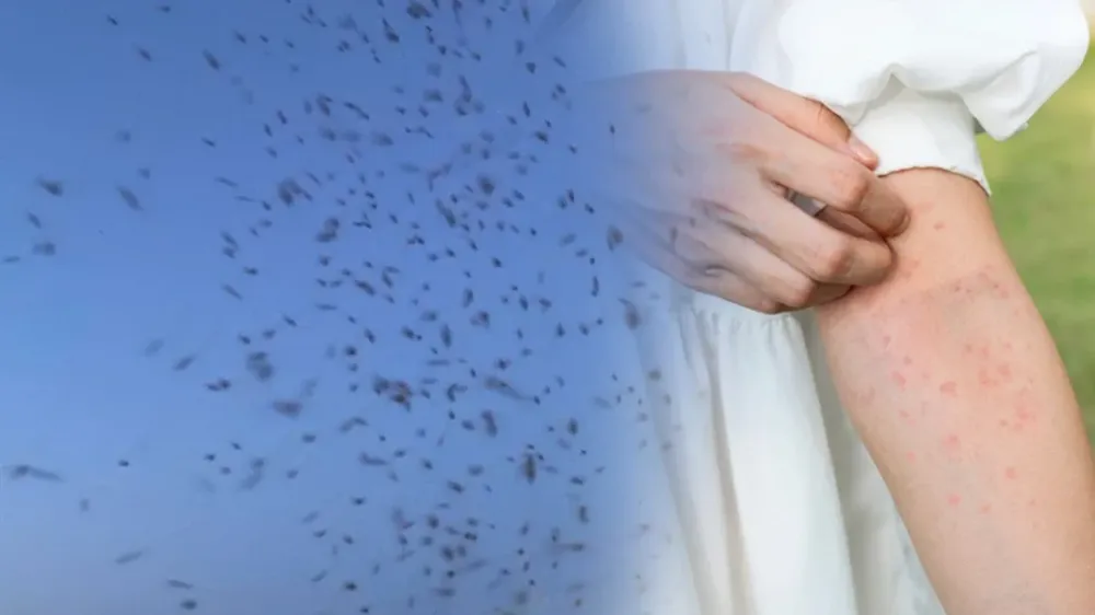 Sivrisinek kaynaklı salgın alarmı: Dang humması ve sıtma gibi hastalıklar yayılacak