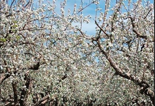 Niğde’de elma bahçeleri beyaza büründü