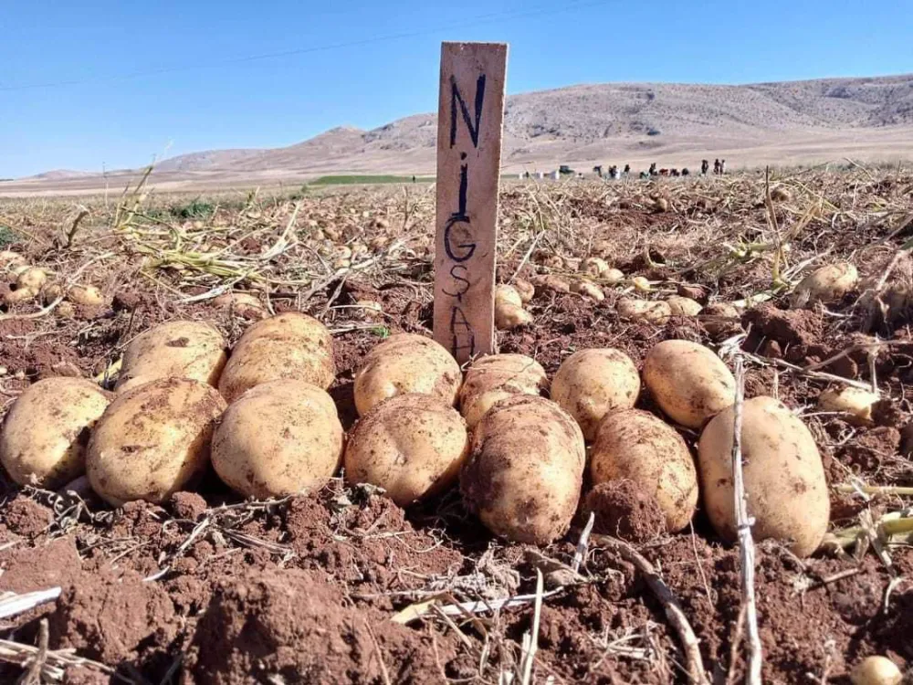 NİĞDE PATATES ARAŞTIRMA ENSTİTÜNÜN GELİŞTİRDİĞİ TOHUMLUK PATATESİN HASADI BAŞLADI