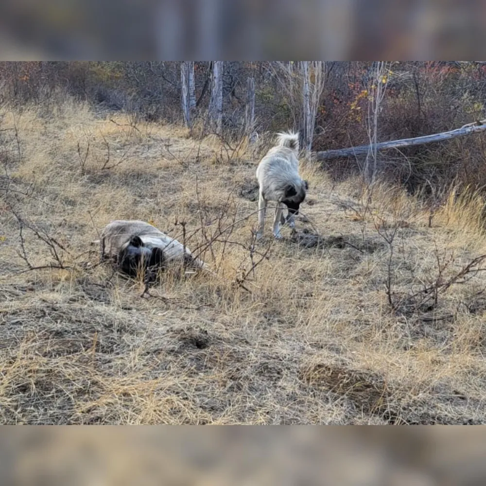 Niğde Ulukışla İlçesinde Keklik Avı Sırasında Köpekler Öldürülüyor