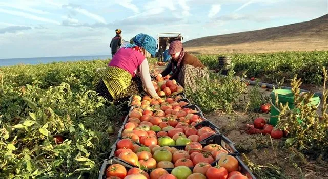 Tarım-ÜFE yıllık %35,46 arttı!