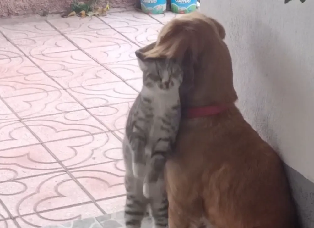 Niğde’de Kedi ve Köpeğin Sıcak Dostluğu Görenleri Büyülüyor