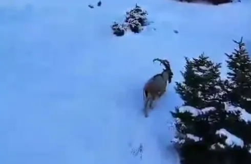 ÇAMARDI’DA DOMUZ SÜRÜSÜ VE DAĞ KEÇİSİ GÖRÜNTÜLENDİ  (VİDEO HABER)