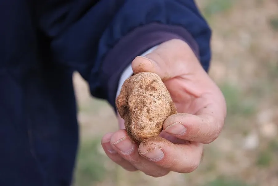 Niğde’de domalan mantarı sezonu başladı