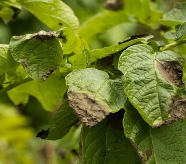 Patates üreticilerine 