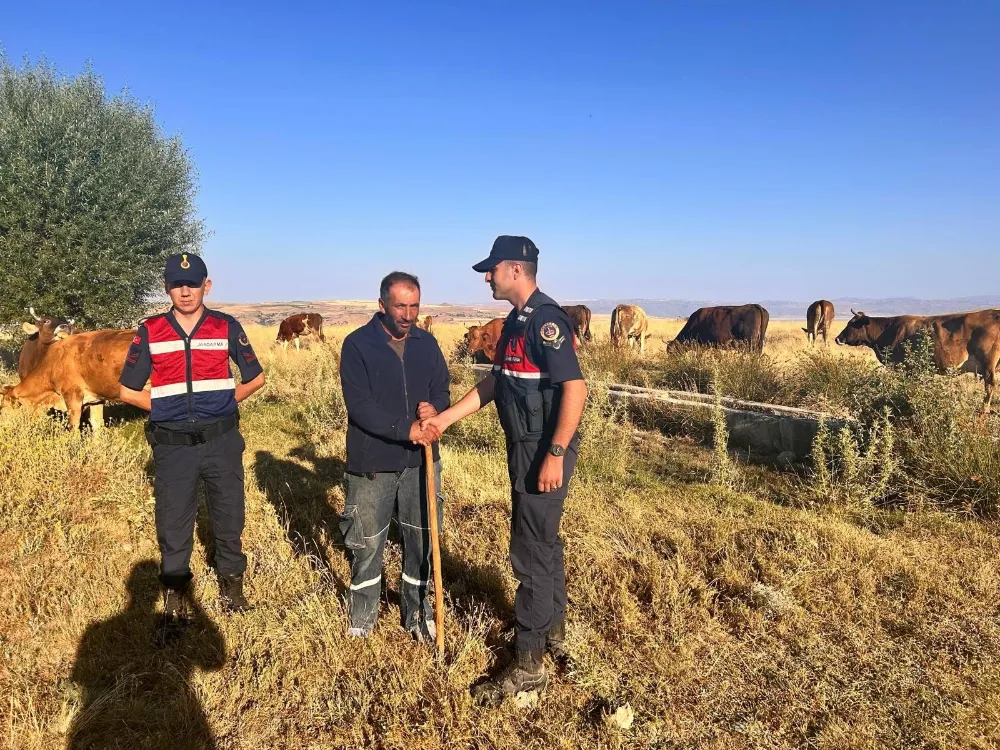 Kaybolan 10 büyükbaş hayvanı jandarma buldu