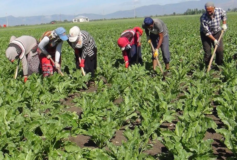 Niğde’de mevsimlik işçilerin mesaisi devam ediyor