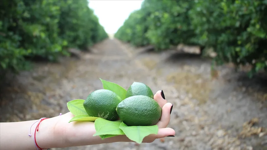 Turfanda limon hasadıyla fiyatların dengelenmesi öngörülüyor