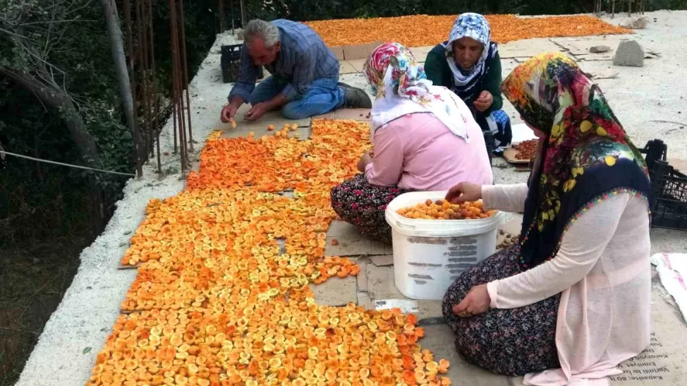 Niğde’de kayısı kurutma sezonu başladı