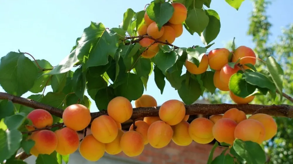 Niğde’de kayısı üreticilerinden fiyat tepkisi