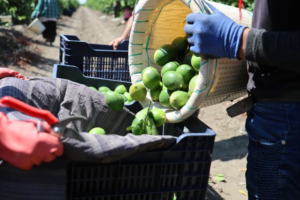 Limonun fiyatını düşürecek hasat başladı