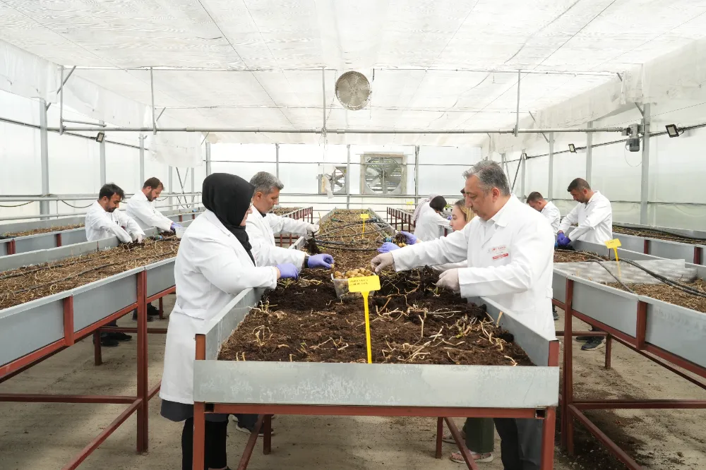  Çiftçilerin beklentisine uygun yerli ve milli patates çeşitleri geliştiriliyor