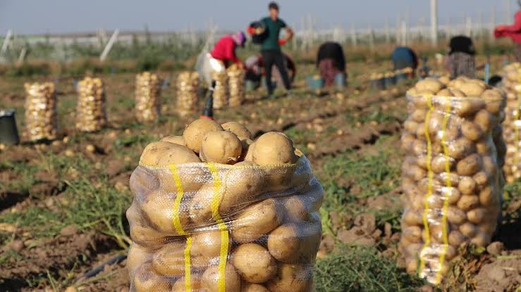 Patates Fiyatları Tarafları Memnun Etmiyor! 