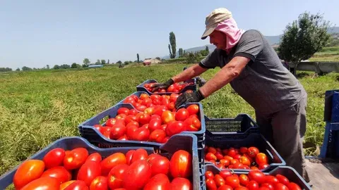 Pazarda ürün satan köylü isyan etti!