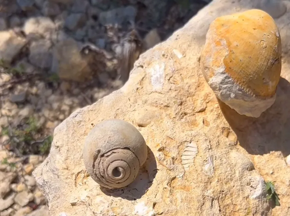 Toroslar ve Aladağlar’ın Gizemi Fosiller Tarihi Aydınlatıyor