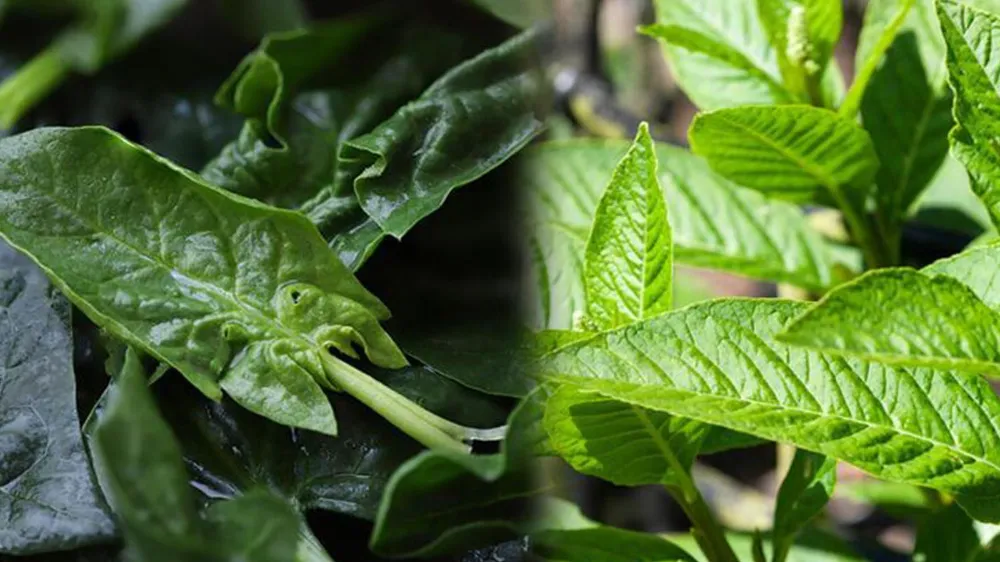 NİĞDE’DE GÖZLER YABANİ OTLARA ÇEVRİLDİ (VİDEO HABER)