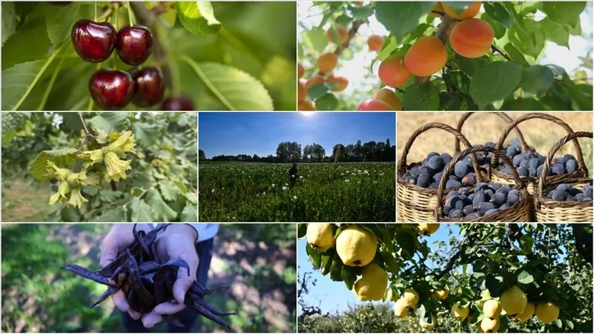 TÜRKİYE TARIMDA DÜNYA LİDERLİĞİNDE ÜST SIRALARA YÜKSELDİ