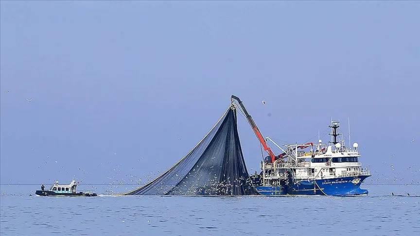 KARADENİZ’DE SU SICAKLIĞI DÜŞMEYİNCE HAMSI SOĞUK SULARA YÖNELDİ