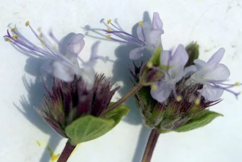 NÖHÜ’DE GURUR: YENİ TÜRE PROF. EZER’İN ADI VERİLDİ