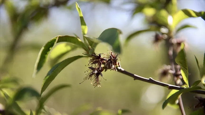 ZİRAİ DONDAN ETKİLENEN ÜRETİCİLERE 1,7 MİLYAR LİRA YENİ DESTEK ÖDEMESİ