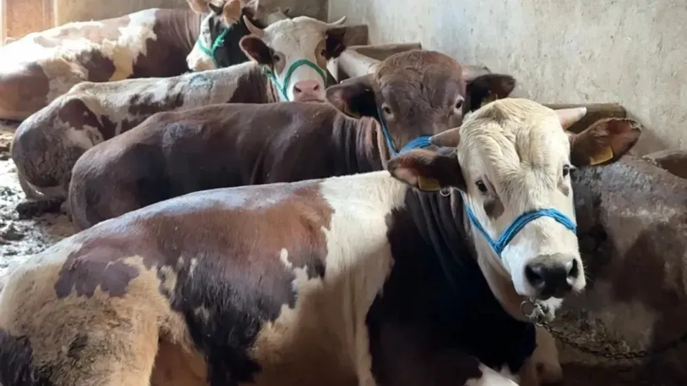 BAKANLIK DUYURDU: ŞAP SALGINI BÜYÜK ÖLÇÜDE ENGELLENDİ