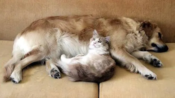 EVCİL HAYVAN SAHİPLERİ DİKKAT: SON GÜN 31 ARALIK