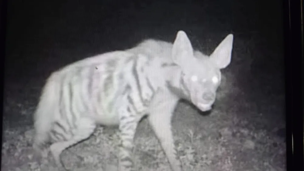 NESLİ TÜKENMEKTE OLAN ÇİZGİLİ SIRTLAN NİĞDE’DE GÖRÜNTÜLENDİ