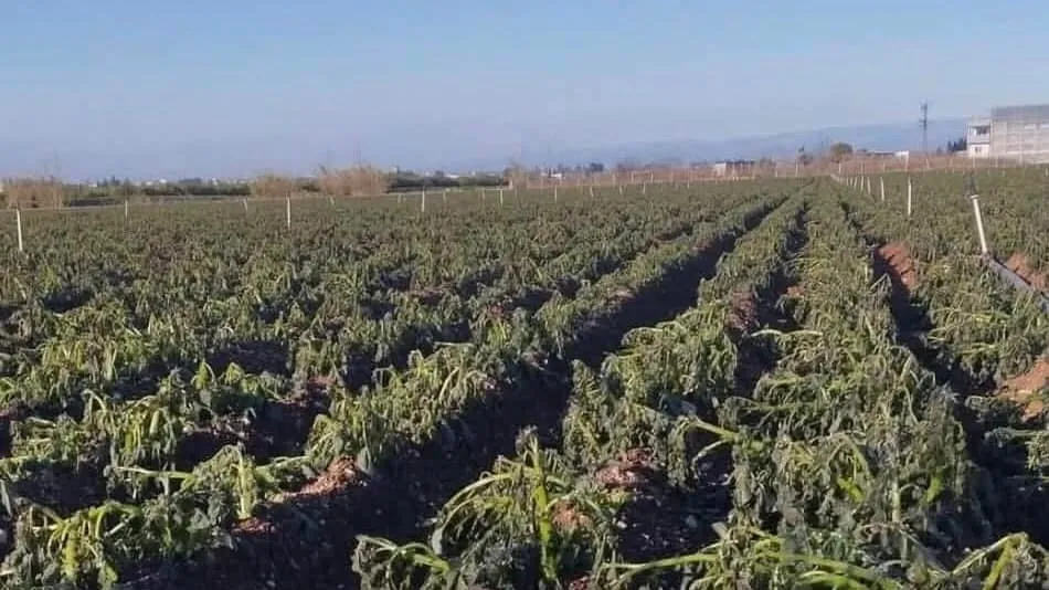 DON OLAYI SONRASI PATATES FİYATLARI NE OLACAK? 