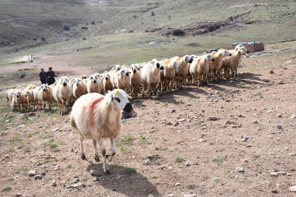 KURBAN BAYRAMI ÖNCESİ NİĞDE