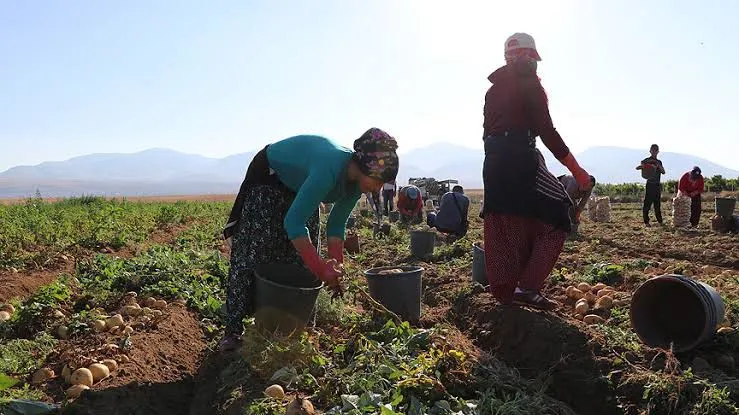 NİĞDE, 2024’TE PATATES ÜRETİMİNİN ZİRVESİNDE!