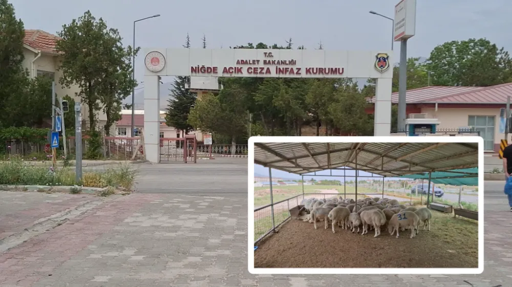 NİĞDE AÇIK CEZAEVİ’NDE KURBANLIK SATIŞLARI YOĞUN İLGİ GÖRÜYOR (VİDEO HABER)