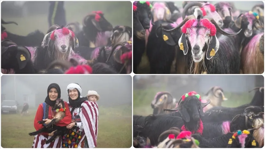 BESİCİLER RENGARENK SÜSLEDİKLERİ HAYVANLARIYLA YAYLAYA GÖÇ ETTİ