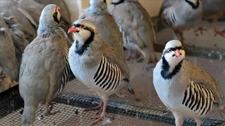 Keklik Avlamayın! Keneye Karşı Keklikli Mücadele Başladı