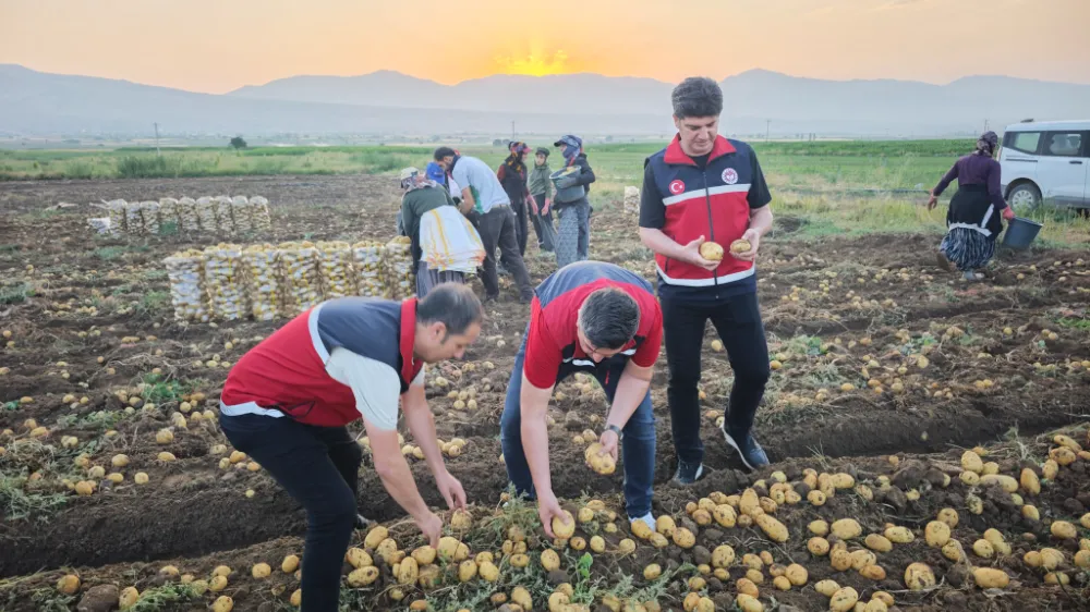 YENİ TARIM MÜDÜRÜ SAHADA: ALTUNHİSAR’DA HASAT MESAİSİ