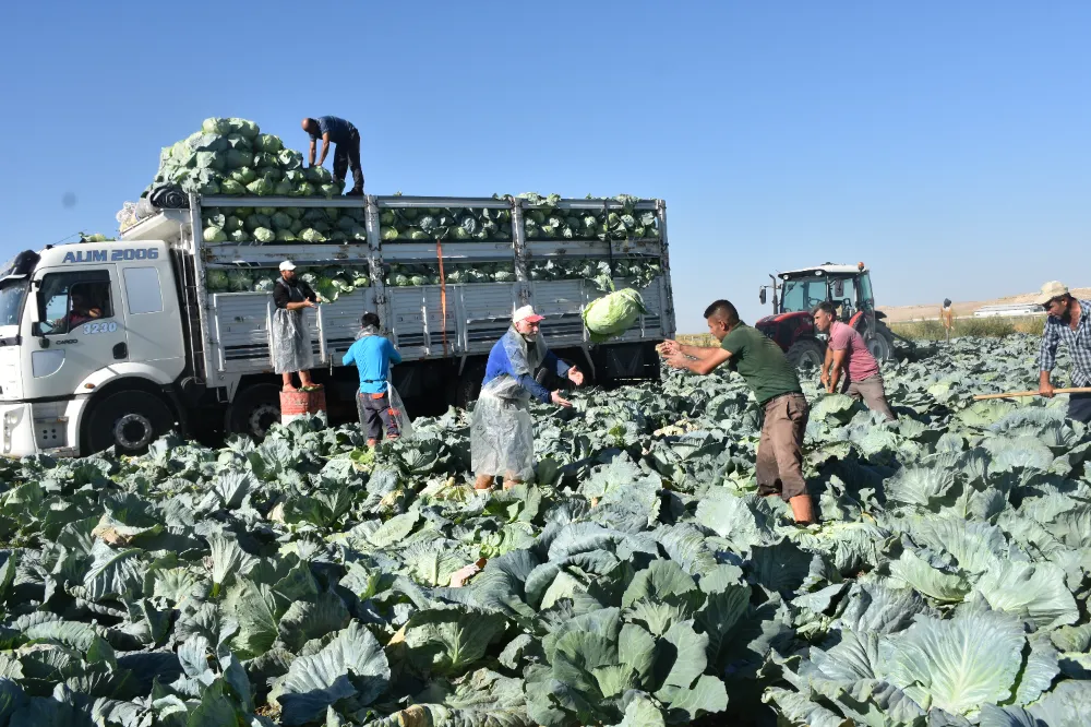 ULUKIŞLA’DA TURFANDA LAHANA HASADI BAŞLADI