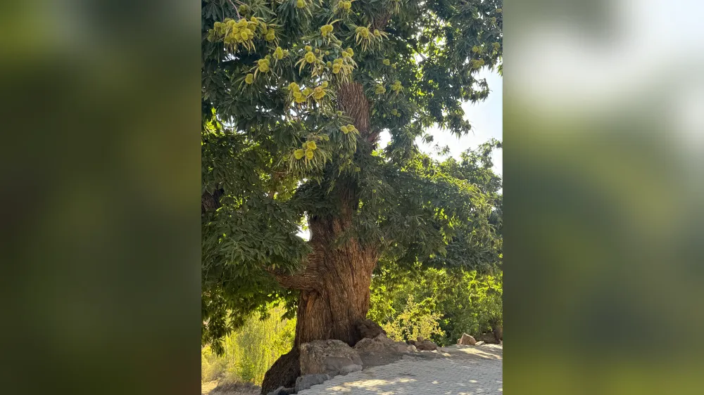 BOR’DA 500 YILLIK KESTANE AĞACI ANIT AĞAÇ OLARAK TESCİLLENDİ