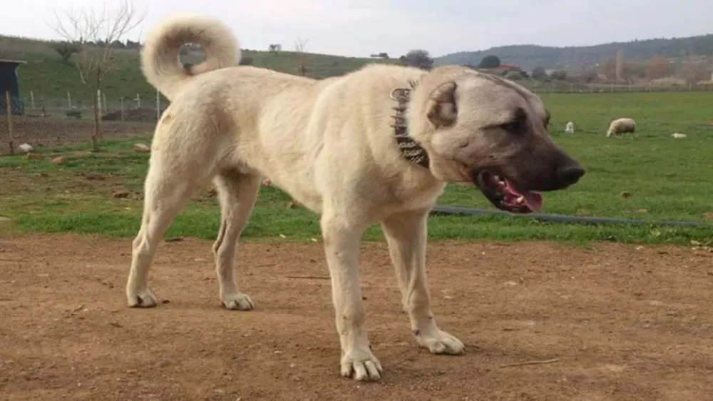 KAYSERİ’DE ÇOBAN KÖPEĞİ SALDIRISI CAN ALDI